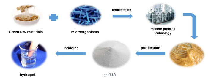 Production Process of Polyglutamic Acid