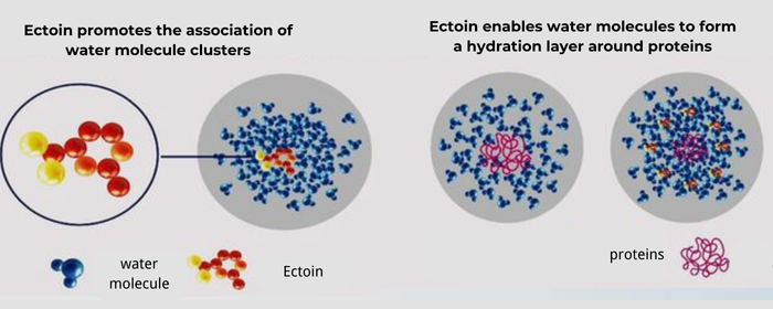 The Protective Mechanism of Ectoin