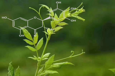 Plant origin and chemical structure of dihydromyricetin