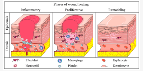 How Molecular Weight Affects Hyaluronic Acid's Efficacy