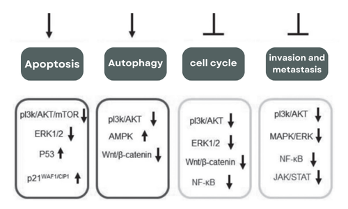 Apigenin: A Natural Cancer Fighter