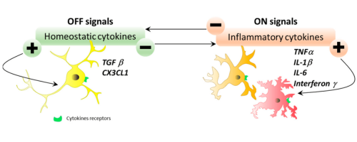 The Cardiovascular Protective Power of Apigenin