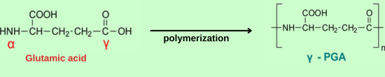  Molecular structure of polyglutamic acid