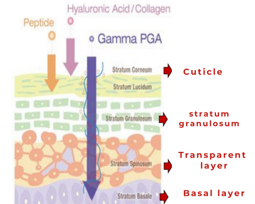 Comparison of the penetration ability of polyglutamic acid and hyaluronic acid