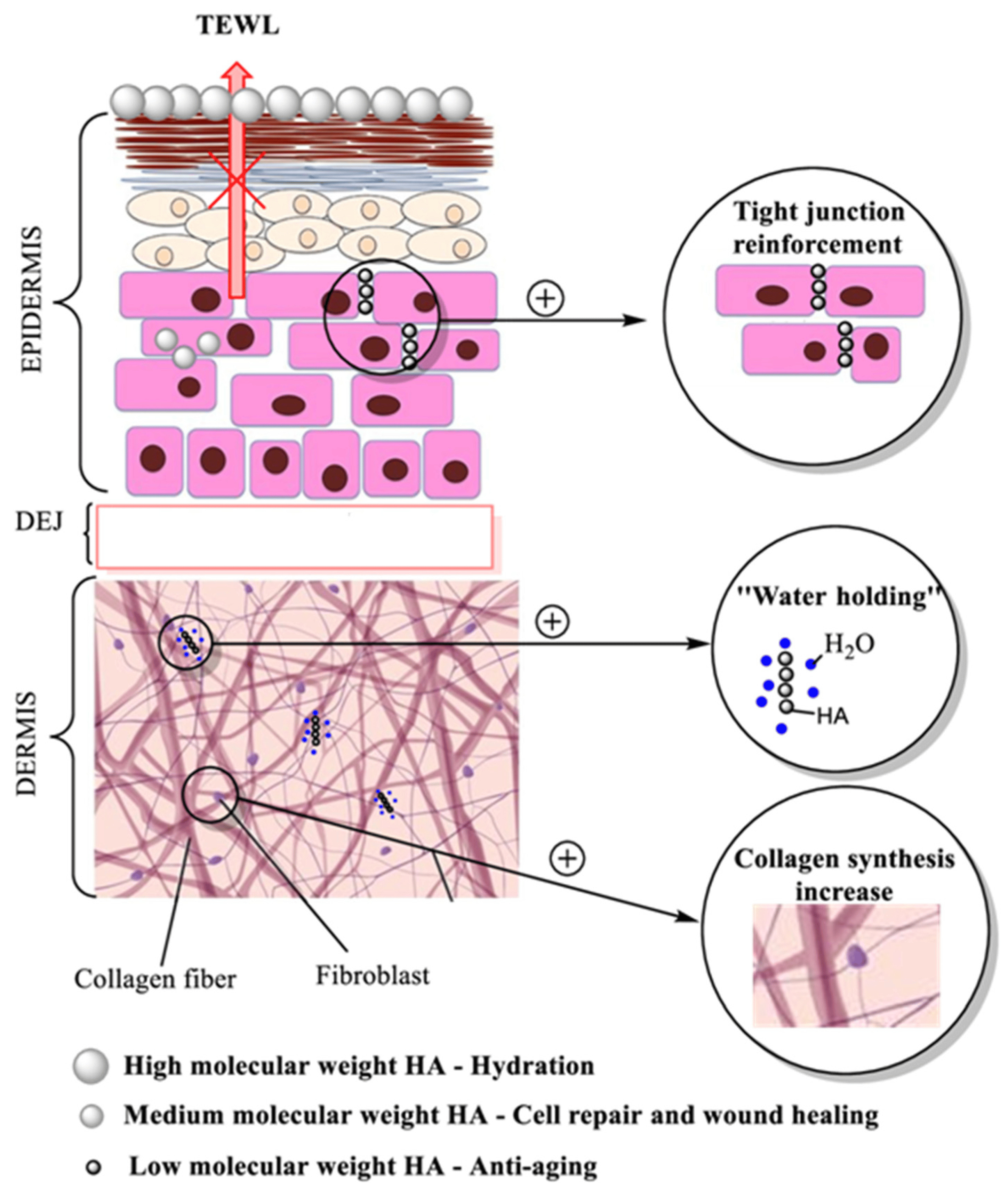 Different effects of high, medium and low molecular weight HA