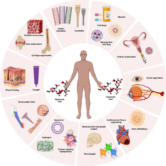 Multiple Functions of Sodium Hyaluronate