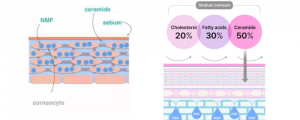 Mechanism of Action of Ceramides