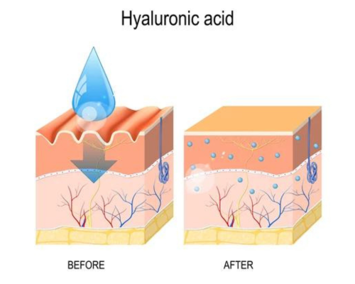 Hyaluronic Acid: The Skin’s “Natural Reservoir”