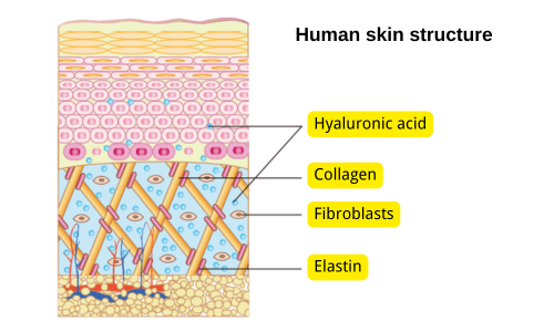 Hyaluronic Acid vs. Collagen: Performing Different Roles